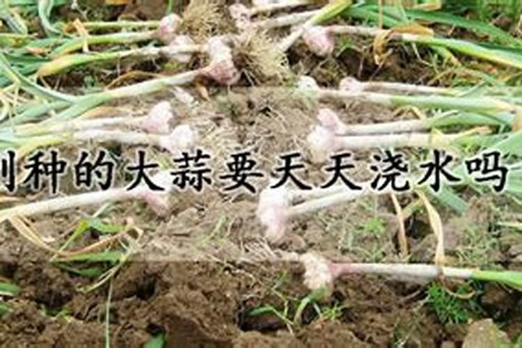 种大蒜需要什么肥