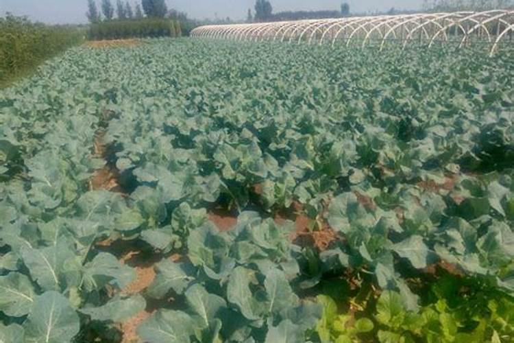 大豆重茬用什么肥好 如何才能避免减产