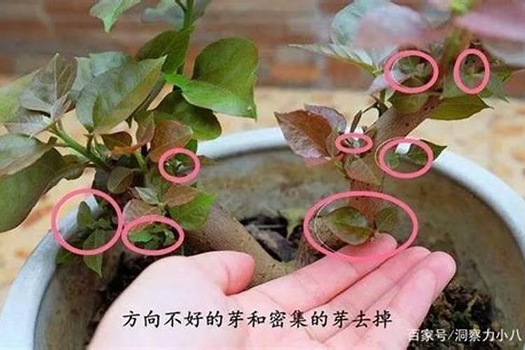 要想月季花快速冒笋芽该怎么养护