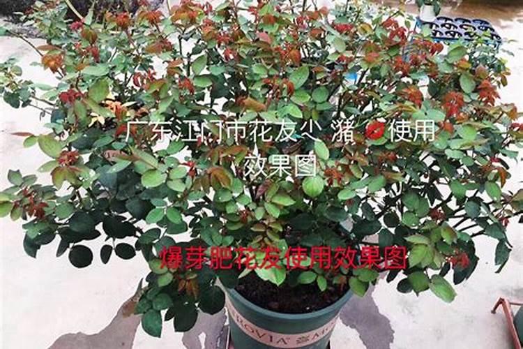 3月养花,爆笋、爆芽,全靠这些技巧!
