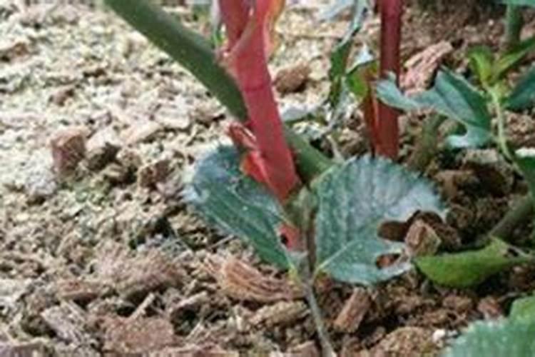 怎么让月季爆笋