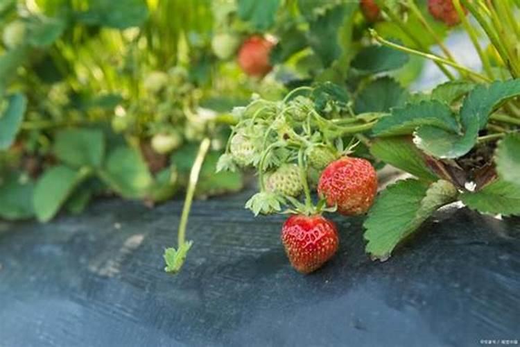 谁能够介绍下腐植酸水溶肥料有什么作用