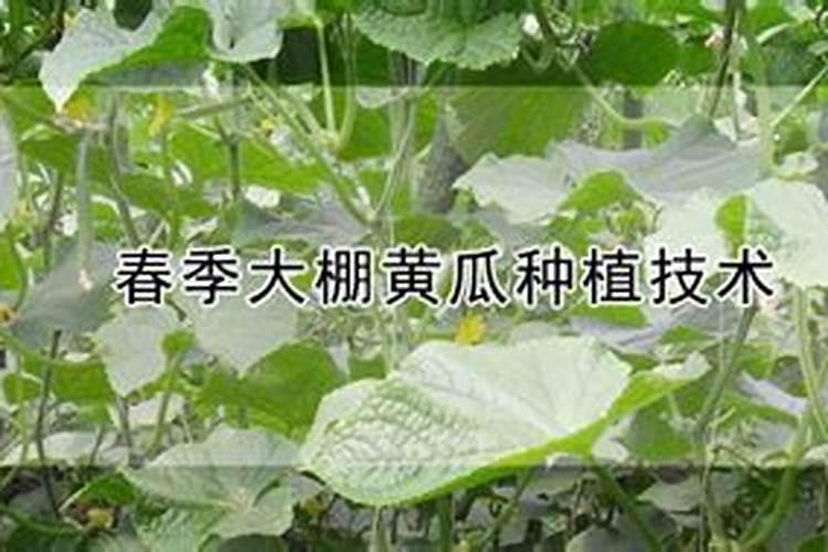 黄瓜打什么叶面肥黑绿