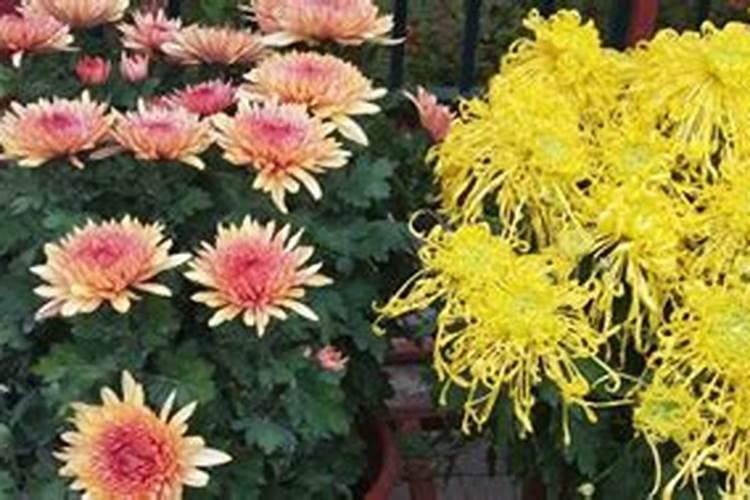 怎样才能养活菊花？