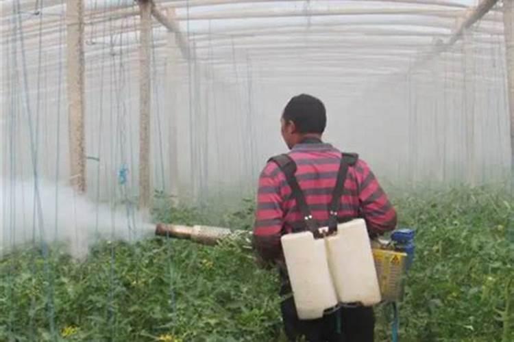 番茄施肥讲究多