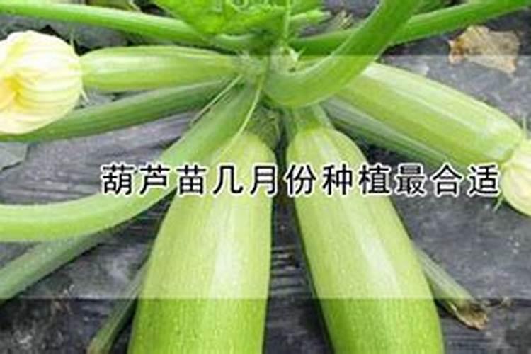 盆栽葫芦种植怎么施肥