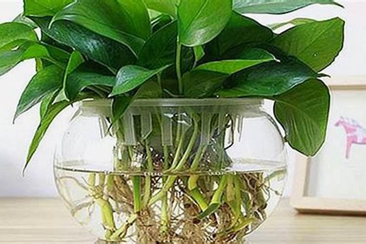 秋冬季节如何水培绿萝(附水培绿萝营养液自制方法)