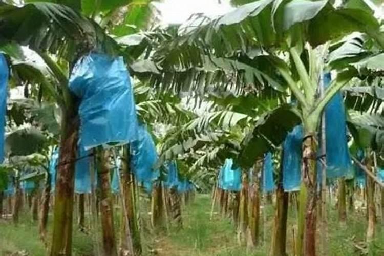 香蕉挂果的时候用什么肥料最好？