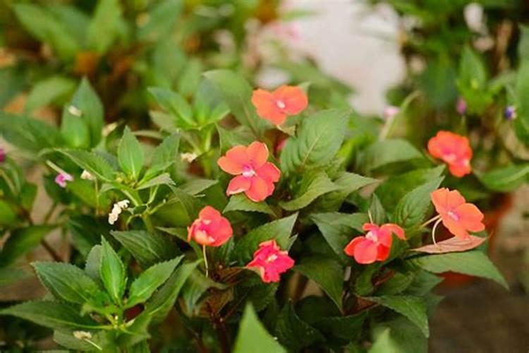 凤仙花开花期间能施肥吗