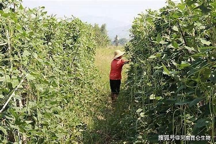 种植蔬菜的方法