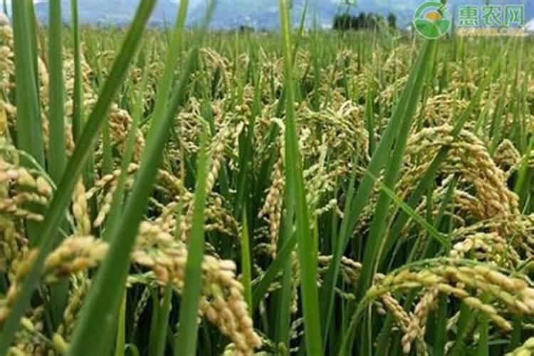 小麦打什么药分蘖多 给小麦打除草剂能兑磷酸二氢钾吗