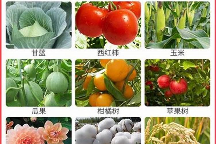 氨基酸叶面肥果树涂杆枝术怎么操作？