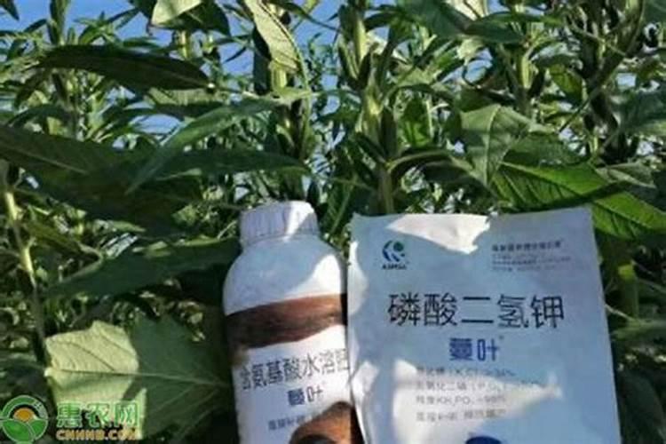 叶面肥都有哪些种类？不同种类的叶面肥怎么正确使用？