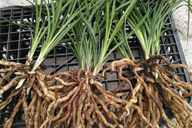 如何让兰花长根,盘点兰花快速生根的方法