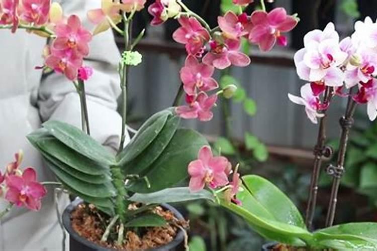 蝴蝶兰长花苞期可不可以施肥,蝴蝶兰开花期间可以施肥吗