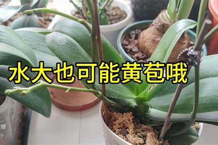 蝴蝶兰开花的时候可以施肥吗蝴蝶兰怎么施肥好