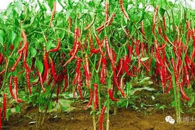 钙美磷肥可以给花生,辣椒施肥吗