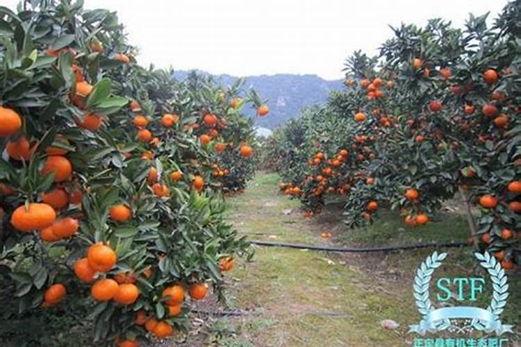 沃柑种植的技巧 沃柑种植的方法