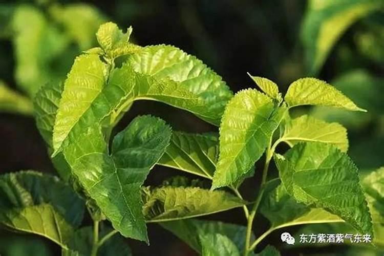 桑叶牡丹的养殖方法和注意事项