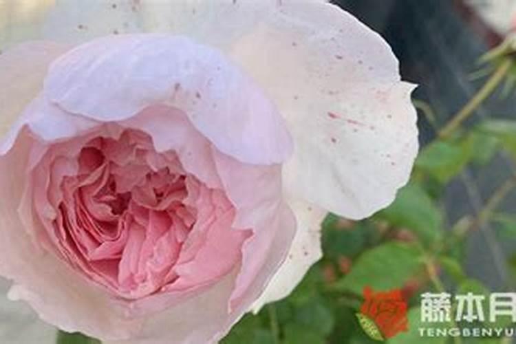 花叶病毒病用什么农药