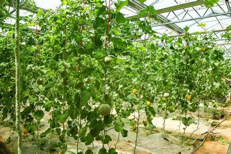 茶叶施磷肥选什么肥