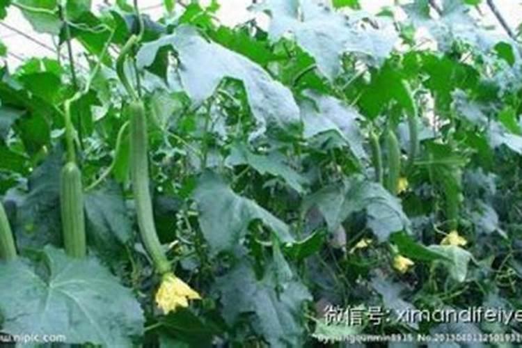 丝瓜复肥水浇多了叶片发黄怎么办？