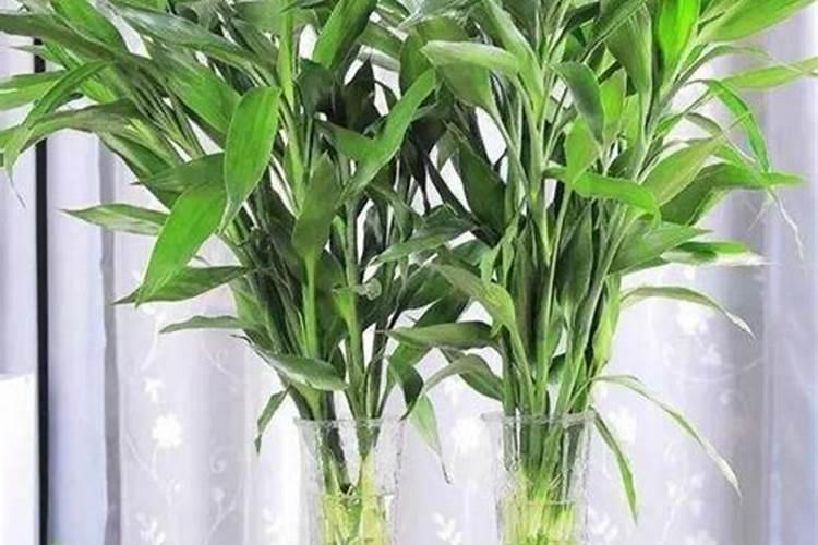 贝利斯月植绿萝金钱树富贵竹可以喷吗？