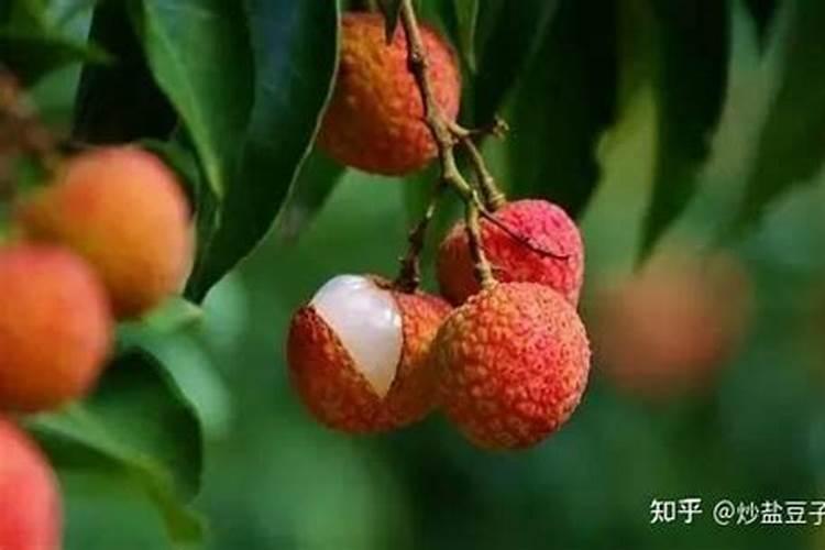 荔枝生长需要的营养