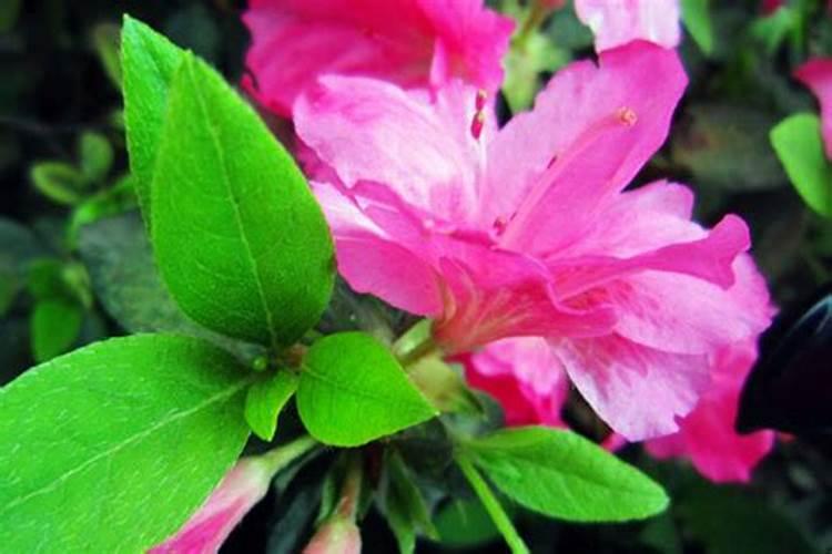 新买了一盆杜鹃花该如何种植