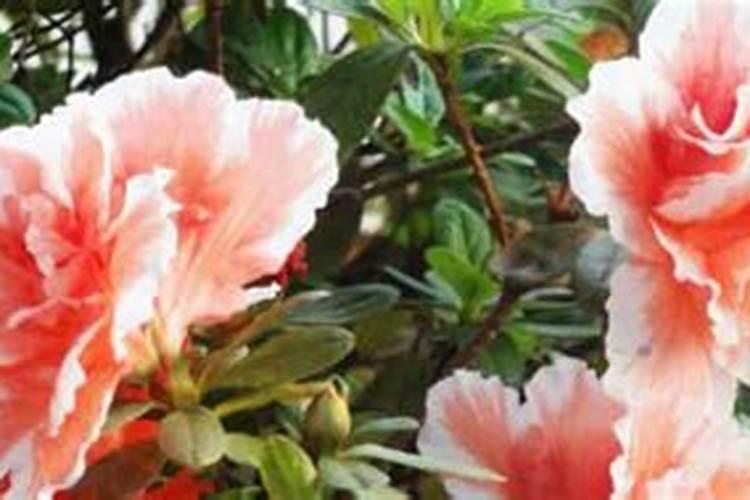 哪些花喜磷肥
