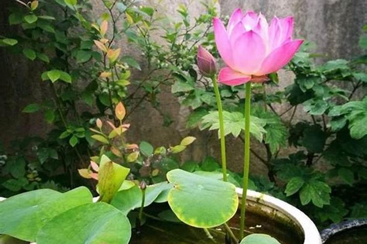 缸养荷花怎么施肥