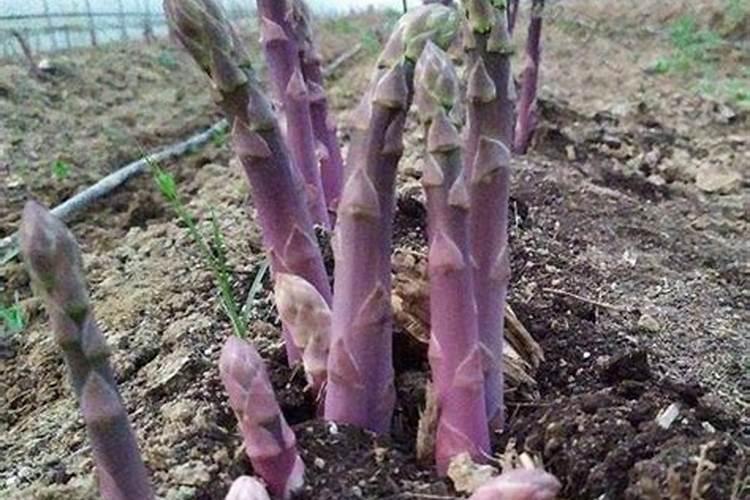 芦笋施什么肥最好
