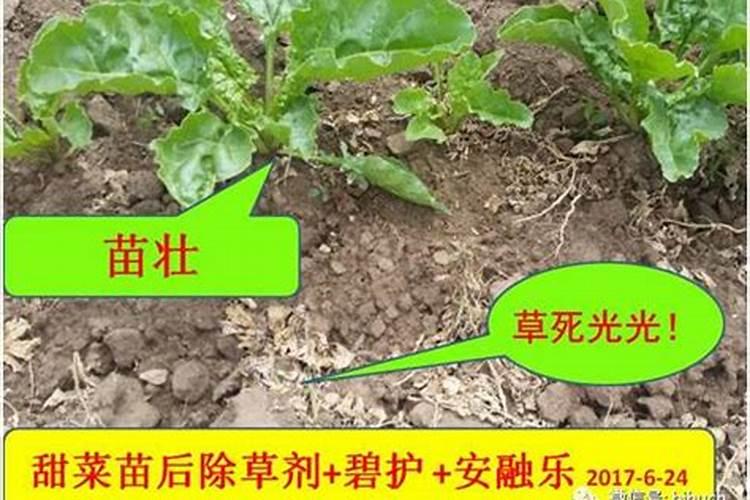 药害几天可以恢复