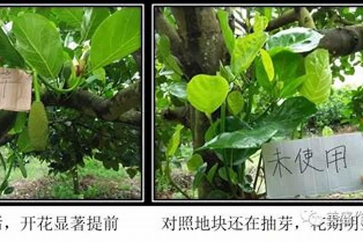 水果皮发酵后是什么肥