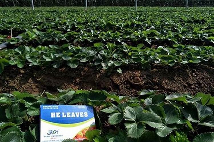 蔬菜叶面肥有哪些