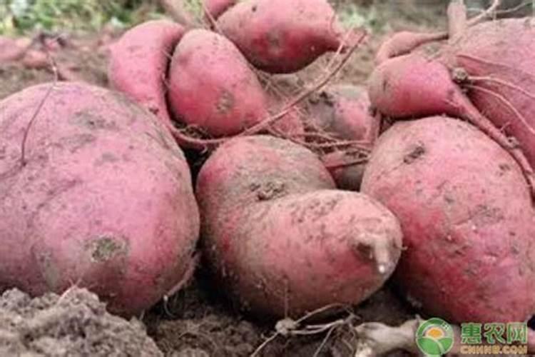栽红薯用什么肥料最好