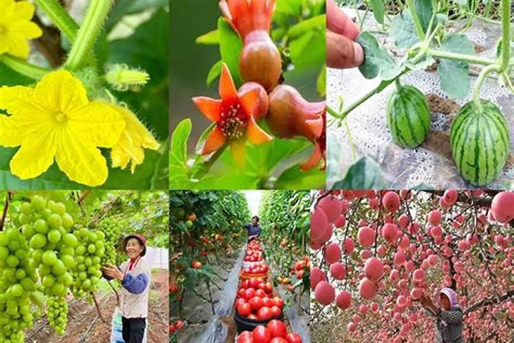 油菜要打几次硼肥