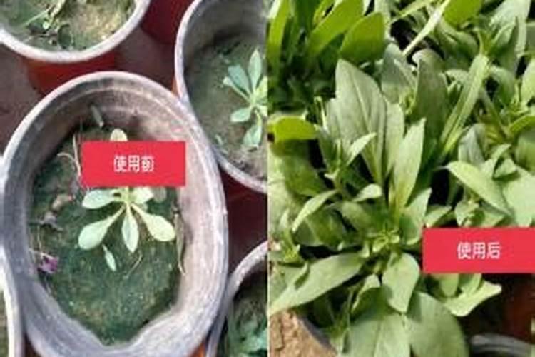 一般的花草植物上什么肥最好 花卉肥料有哪些