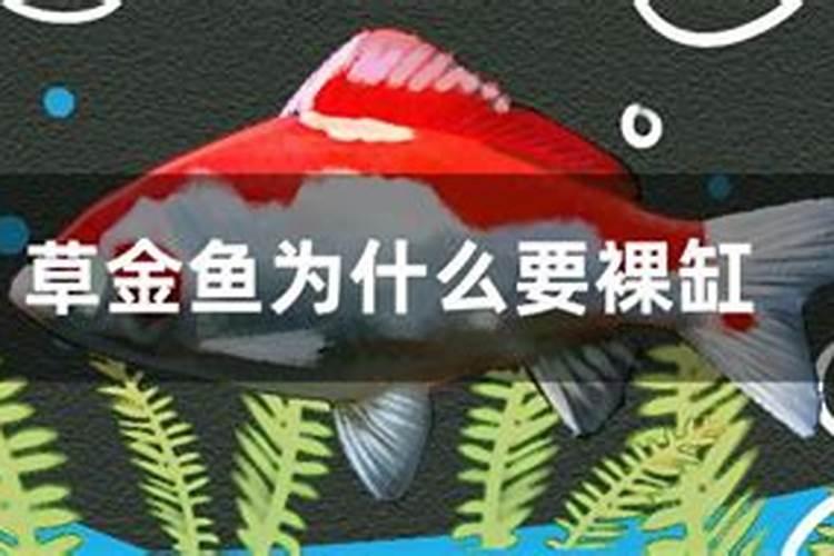 什么是果园绿肥？