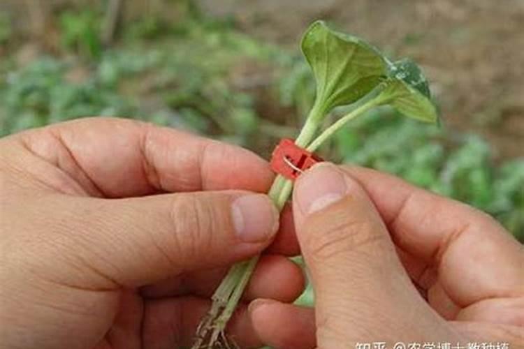 请教甜瓜嫁接后管理