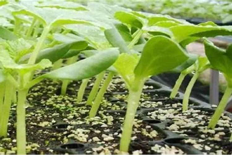 嫁接甜瓜种植技术是什么
