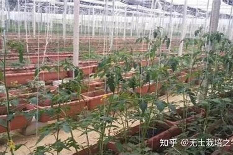 番茄的无土栽培
