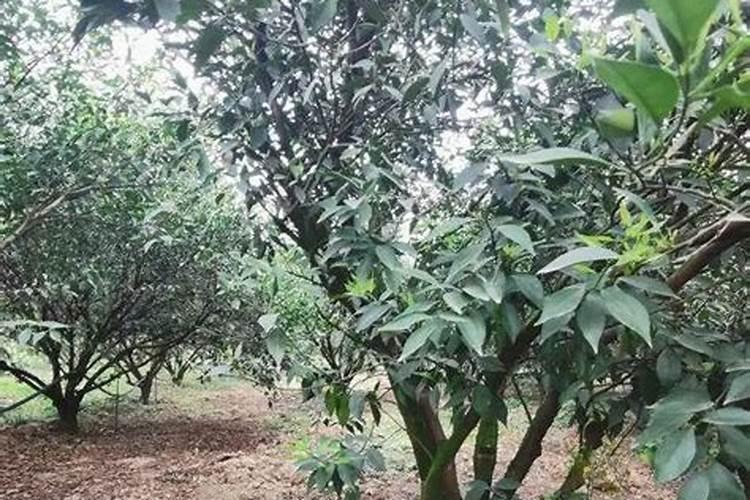 新会柑种植与管理方法