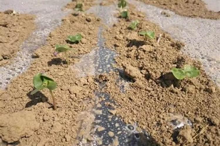 磷肥是农作物的重要肥料之一,怎样施用磷肥才能提高养分利用率？