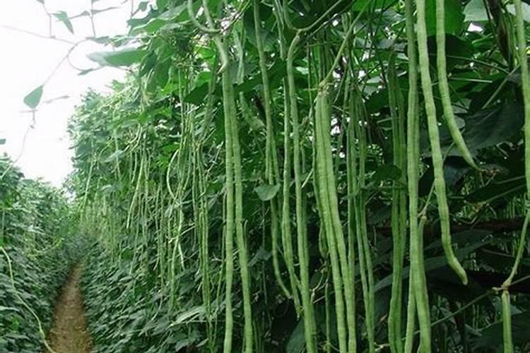 豇豆的高产施肥方法