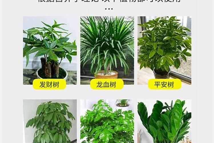 金钱树要怎么养护？茎发黑了还有救吗