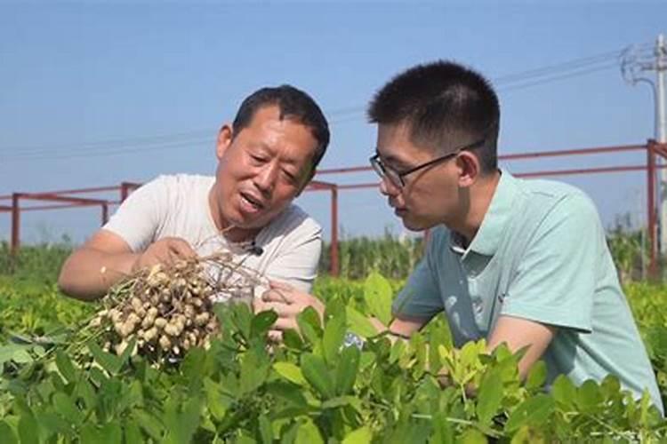 水培植物叶子发黄缺什么