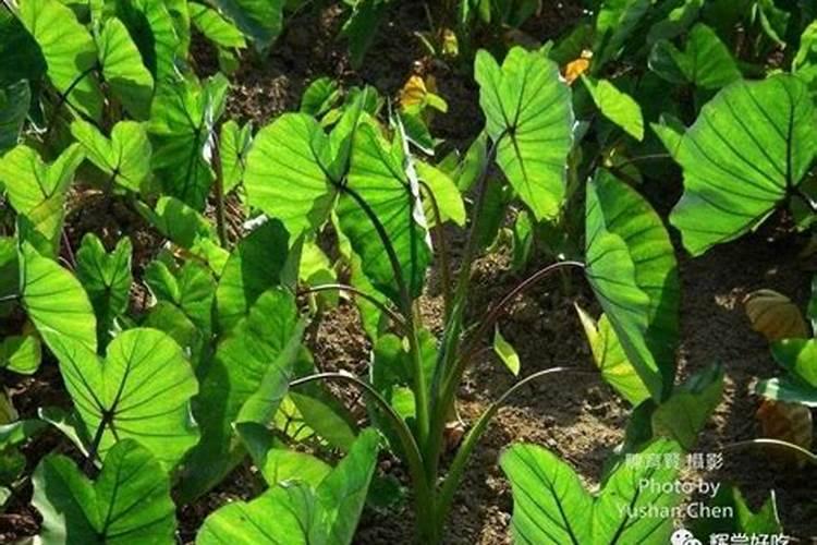 种植槟榔树可以盖地膜吗？