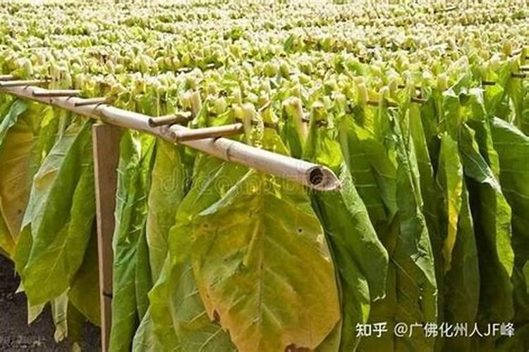 烤烟贪青有什么办法变黄`