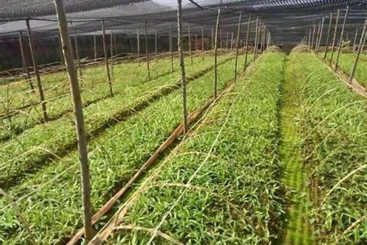 白芨施什么肥最好